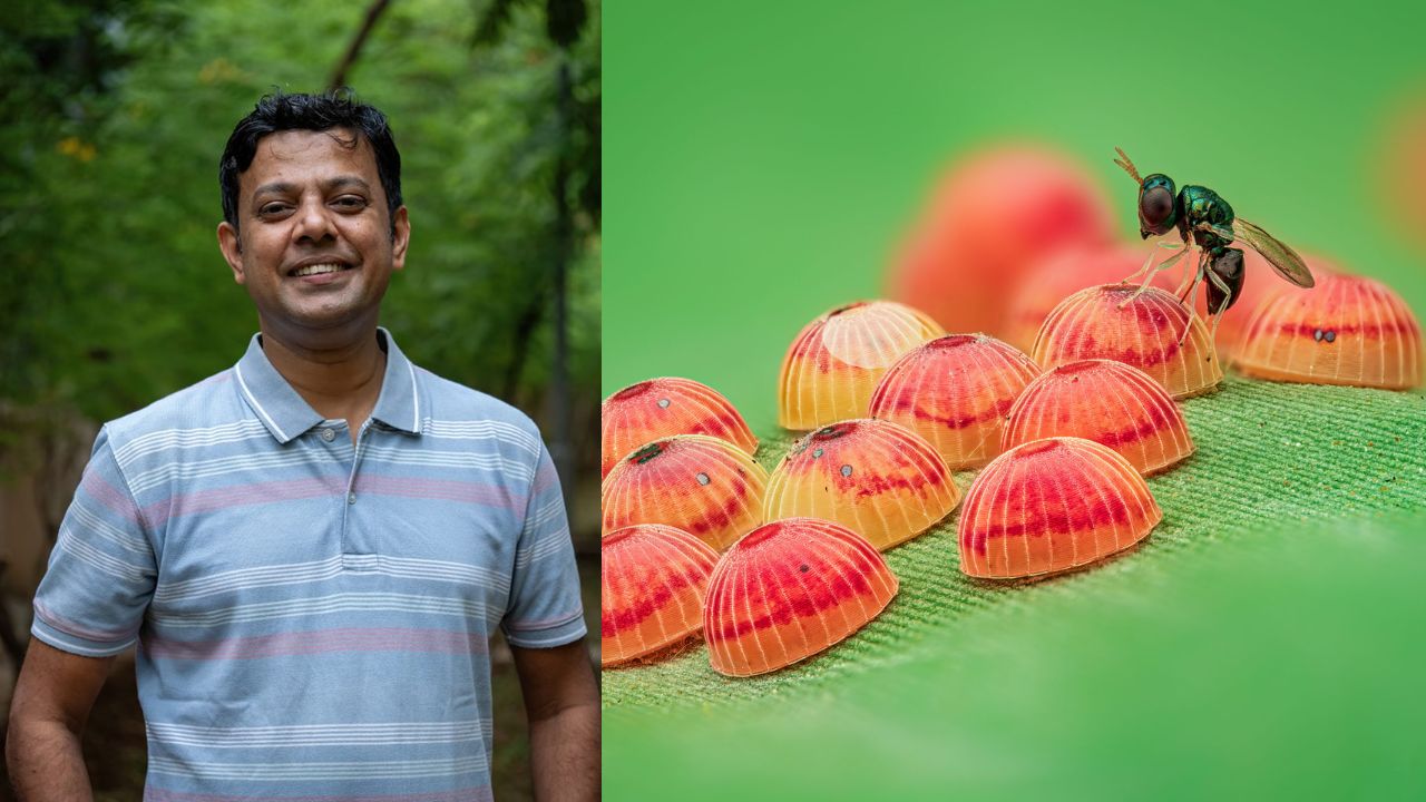 Indian Raghuram Annadana Wins the Royal Entomological Society Photography Award