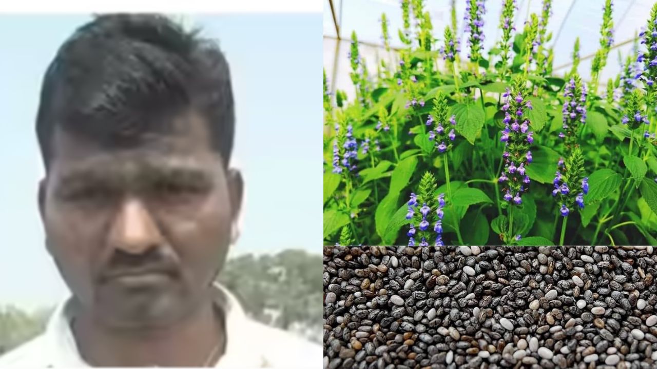 Bidar Farmer Earns Huge Profit by Cultivating Chia Seeds
