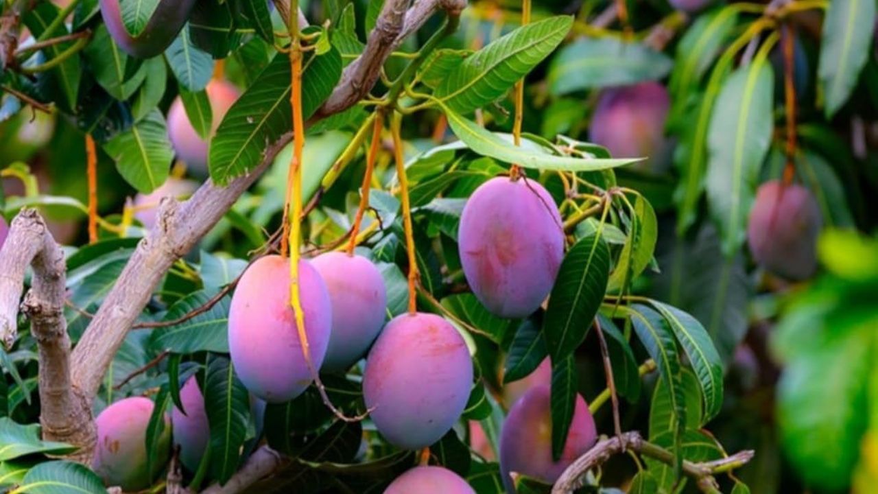 Vijayapura Miyazaki Mango Sold at 1 Lakh Rs Per Kg